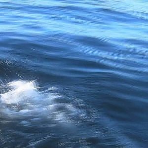 Incredible Chinook salmon action shots!