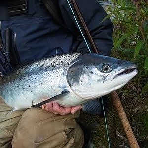 Salmon fly fishing in Orkla 2011