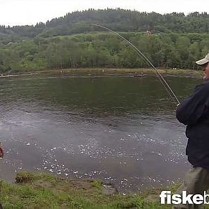 Gaulfossen 25 pounder salmon, fishing from the bank in june