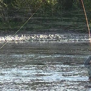 Arvidsjaur-Salmon fishing in Byskeälven