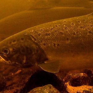 Fly fishing: catching 2 wild Atlantic salmon in 6 minutes underwater camera. Лосось рыбалка на муху.