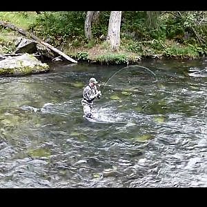 Sockeye Salmon Fishing - So Thick You Could Walk On Them