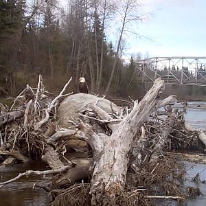 Alaska Fishing - King salmon fishing  in small streams on the Kenai Peninsula in May, 2011