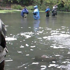 salmon fishing burts dam 18 mile creek new york