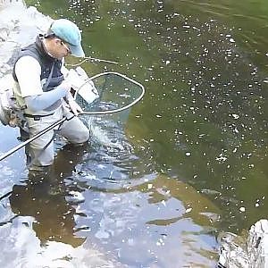 Salmon fly fishing on the River Findhorn, Scotland.