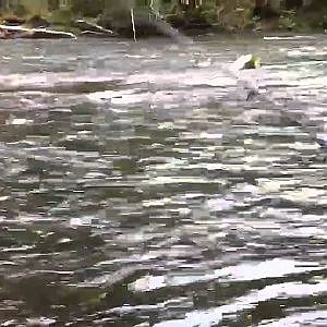 Salmon Fishing the Green River. Auburn Washington