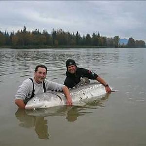 10ft Monster Sturgeon, Huge fish caught by Nick & George on Fraser River BC.  It really is massive!!