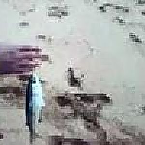 Fishing - Yelloweye Mullet on lure and Australian Salmon