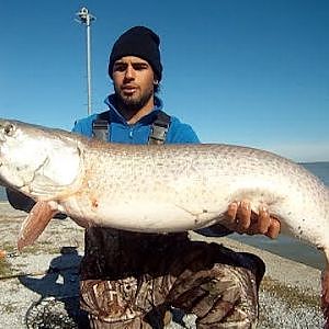 Giant Fall Muskie 52