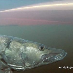 Kayak Fishing - The Huge Muskie (Musky) Menace