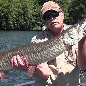 Fly Fishing for Tiger Muskie in Washington