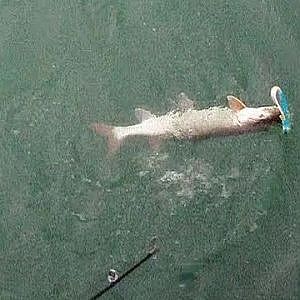 Musky Fishing in Canada