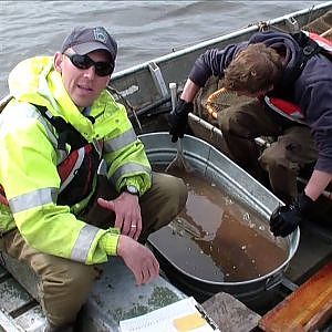 PFBC Muskie Survey of Lake Nockamixon