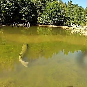 Monster Pike Jumps by Nature Freakz