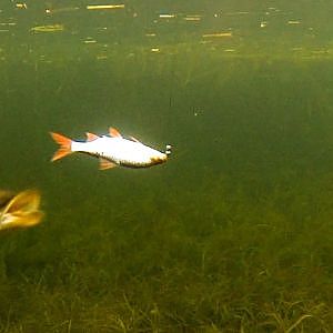 Cool! Fishing: pike snoek hecht brochet gädda attack. Рыбалка: Щука на охоте атака щуки.