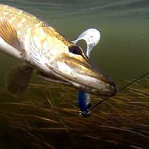 Pike fishing with lures: soft-bait & Lip Scull + dead bait.