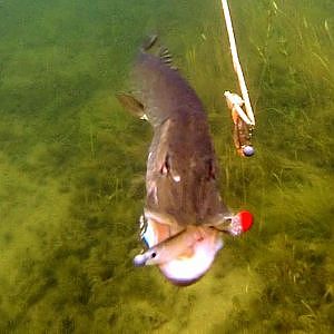 Pike fishing w lures attacks.