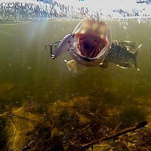 Fishing: best lure for pike, perch, bass. Underwater action camera.