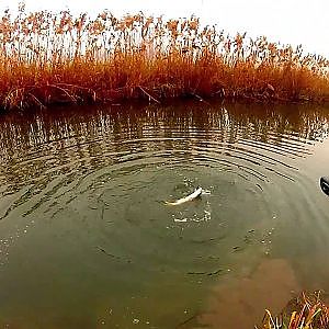 Small stream Pike fishing GoPro HD