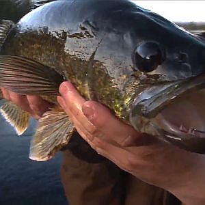 BIG NORTHERN PIKE AND WALLEYE, RUPERT RIVER - Fishing Adventurer with Cyril Chauquet