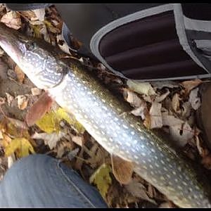 Ohio Pike Fishing In The Creek