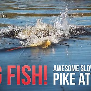 Awesome Slow Motion Pike Attack (Big Fish!) - Flams & Trams