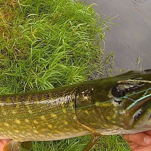 Popper, pike and cattle (fishing with lures).