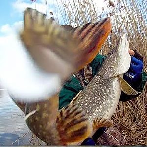 EXTREME Fall Pike Fishing