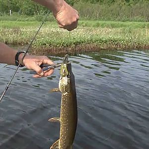 Pike Fishing Alexander Lake Alaska