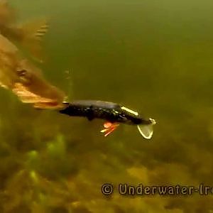 Fish pike attacks lure pike: fishing with swimbaits / softbaits.