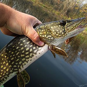 Csuka pergetés a Tisza tavon - Pike fishing on lake Tisza in Hungary (HD)