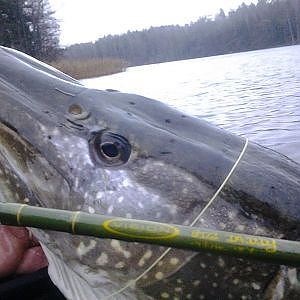 Fly fishing pike with float tube