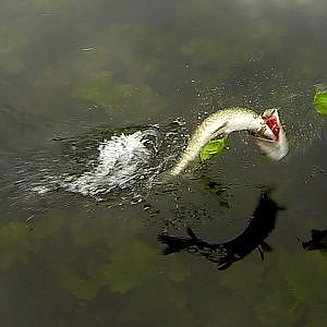 Fishing: jerkbait / wobbler + soft-bait / twister = pike.