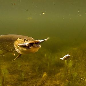 Pike fishing with dead bait: sardine vs mackerel, underwater attack.