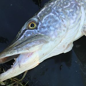 Blog: Hechte mit totem Köderfisch an der Pose