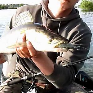 Zander-Hecht Angeln,Zanderangeln ,Walleyefishing ,Zander Angeln , Łowienie sandacza