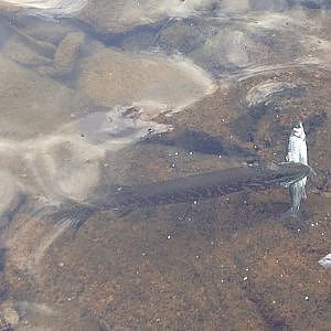 Hauki syö Siian - Northern pike eats whitefish