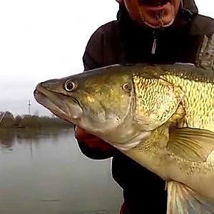 Sandre de 90cm pris sur la Loire