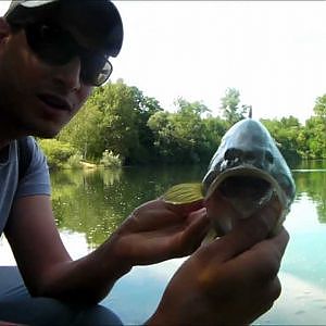 La pêche et les poissons de Lyon ! (Black bass, perche, sandre, brochet)