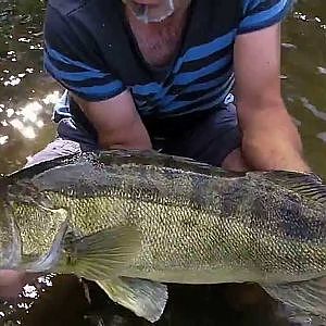 Sandre de 97 cm et 8kg capturé sur la Vienne