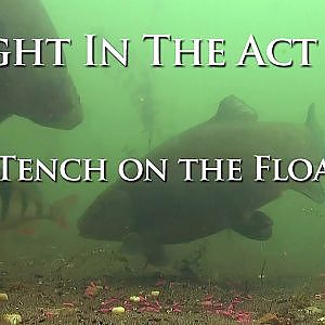 Tench on the Float - Caught In The Act DVD