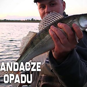 Sandacz na spinning | Wędkarstwo spinningowe | Łowienie z opadu - jigowanie [Wędkarska Tuba]