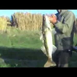 Pesca Lucioperca na Chamusca ( Zander fishing in Portugal )