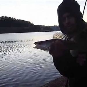 Pesca de Lucioperca Zander com Savage Gear - Sandeel Curltail