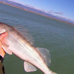 Pesca de Lucioperca con pikie de vinilo