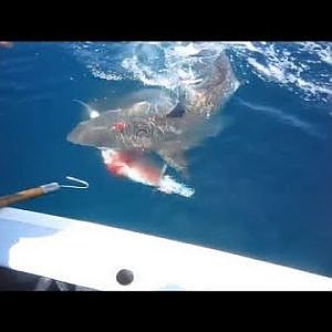 Shark Attack of Death Caught on Tape while King Fishing Shark Week