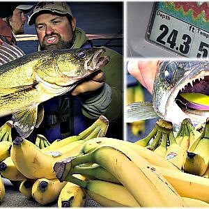 Ridiculous Rip Jigging Banana Walleye - Uncut Angling - October 28, 2013