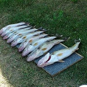 Montana River Fishing   2011 - Walleye, Bass, Pike, Drum