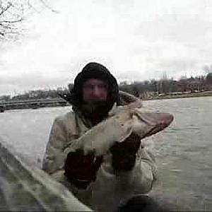 walleye