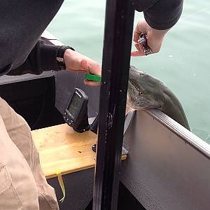 Walleye Fishing Detroit River Surprise